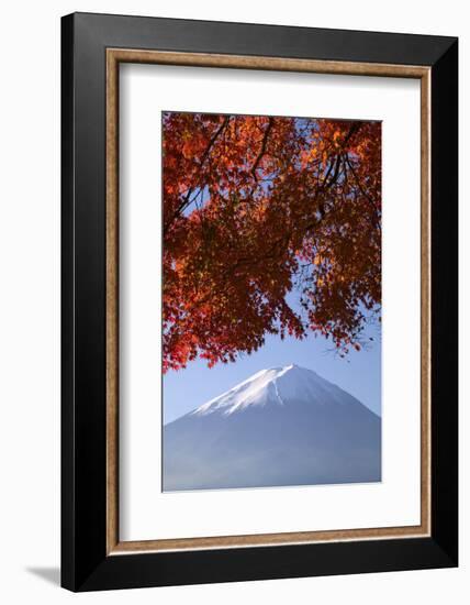 Japanese Maples and Mount Fuji, Fuji-Hakone-Izu National Park, Honshu, Japan-Art Wolfe-Framed Photographic Print