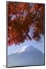 Japanese Maples and Mount Fuji, Fuji-Hakone-Izu National Park, Honshu, Japan-Art Wolfe-Mounted Photographic Print