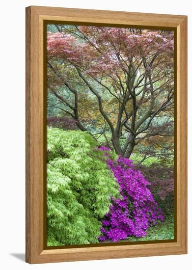 Japanese Maples and Pink Azaleas, St Louis, Missouri-Richard and Susan Day-Framed Premier Image Canvas