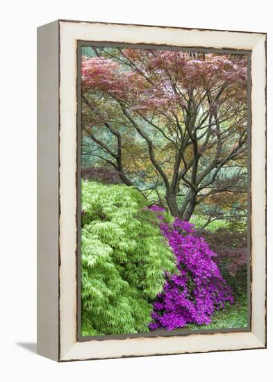 Japanese Maples and Pink Azaleas, St Louis, Missouri-Richard and Susan Day-Framed Premier Image Canvas