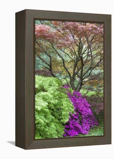 Japanese Maples and Pink Azaleas, St Louis, Missouri-Richard and Susan Day-Framed Premier Image Canvas