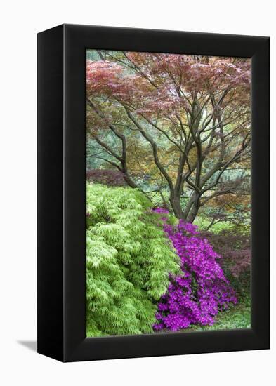 Japanese Maples and Pink Azaleas, St Louis, Missouri-Richard and Susan Day-Framed Premier Image Canvas