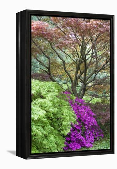 Japanese Maples and Pink Azaleas, St Louis, Missouri-Richard and Susan Day-Framed Premier Image Canvas