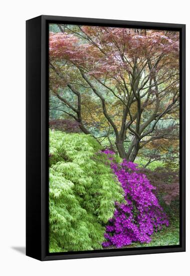 Japanese Maples and Pink Azaleas, St Louis, Missouri-Richard and Susan Day-Framed Premier Image Canvas