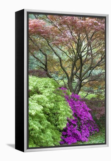 Japanese Maples and Pink Azaleas, St Louis, Missouri-Richard and Susan Day-Framed Premier Image Canvas
