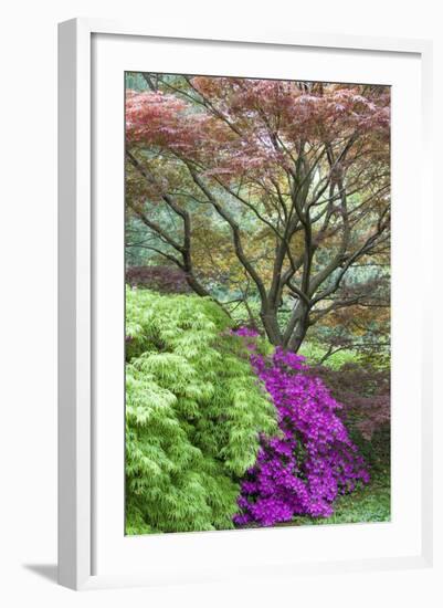 Japanese Maples and Pink Azaleas, St Louis, Missouri-Richard and Susan Day-Framed Photographic Print