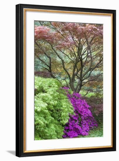 Japanese Maples and Pink Azaleas, St Louis, Missouri-Richard and Susan Day-Framed Photographic Print