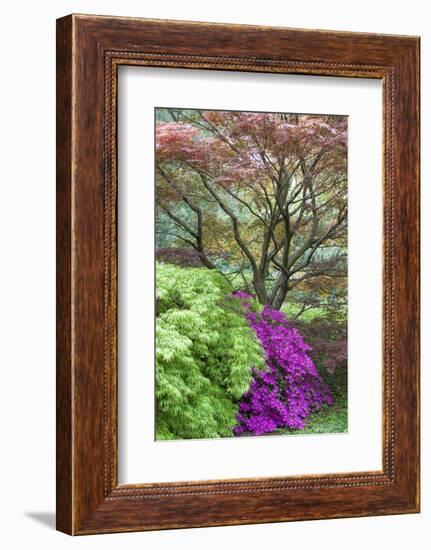Japanese Maples and Pink Azaleas, St Louis, Missouri-Richard and Susan Day-Framed Photographic Print