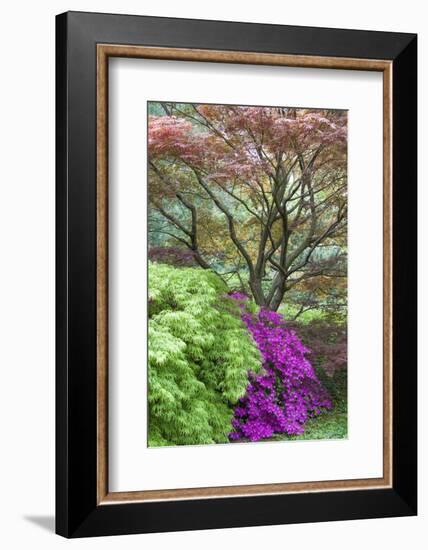 Japanese Maples and Pink Azaleas, St Louis, Missouri-Richard and Susan Day-Framed Photographic Print