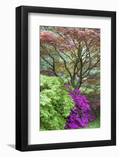 Japanese Maples and Pink Azaleas, St Louis, Missouri-Richard and Susan Day-Framed Photographic Print