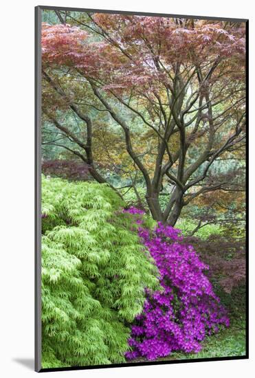 Japanese Maples and Pink Azaleas, St Louis, Missouri-Richard and Susan Day-Mounted Photographic Print