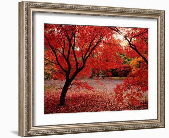 Japanese Maples in Autumn-Ernie Janes-Framed Photographic Print