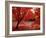 Japanese Maples in Autumn-Ernie Janes-Framed Photographic Print