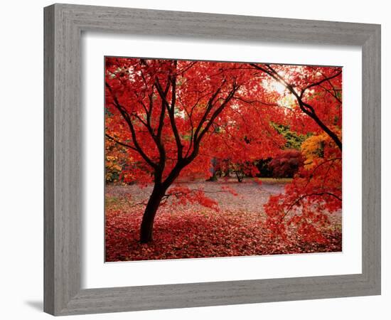 Japanese Maples in Autumn-Ernie Janes-Framed Photographic Print