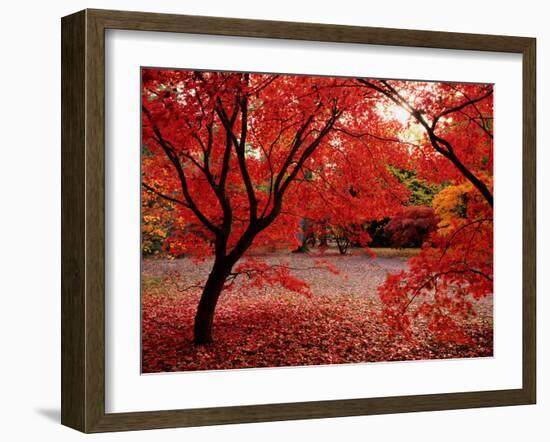 Japanese Maples in Autumn-Ernie Janes-Framed Photographic Print