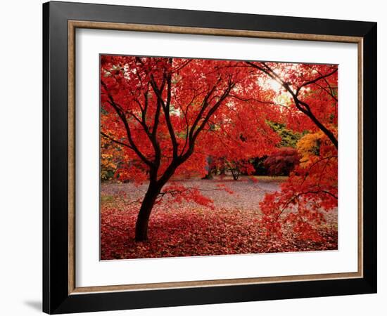 Japanese Maples in Autumn-Ernie Janes-Framed Photographic Print