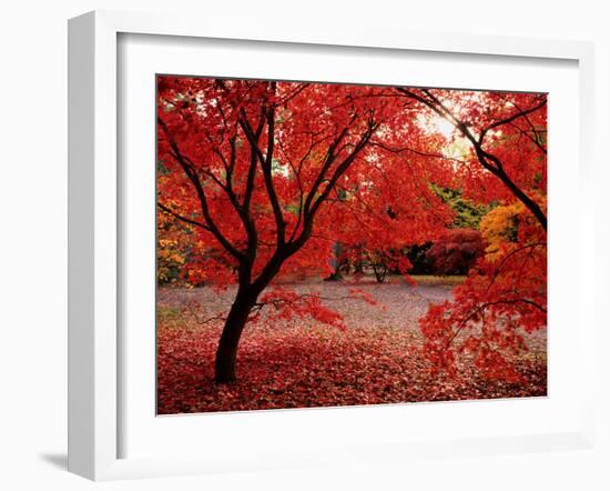 Japanese Maples in Autumn-Ernie Janes-Framed Photographic Print