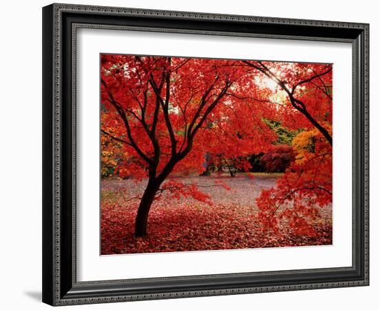 Japanese Maples in Autumn-Ernie Janes-Framed Photographic Print