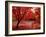 Japanese Maples in Autumn-Ernie Janes-Framed Photographic Print