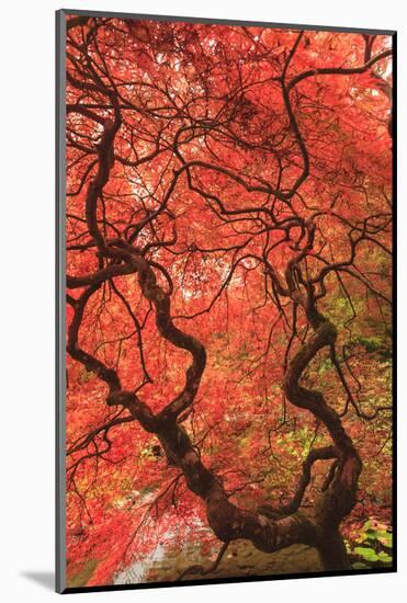Japanese Maples in the fall, British Columbia, Canada-Stuart Westmorland-Mounted Photographic Print