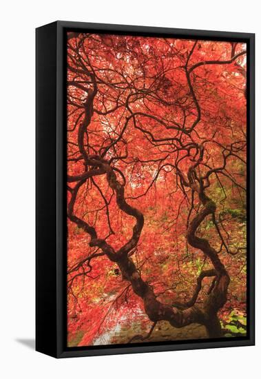 Japanese Maples in the fall, British Columbia, Canada-Stuart Westmorland-Framed Premier Image Canvas