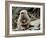 Japanese Monkey and Her Baby-null-Framed Photographic Print