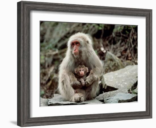 Japanese Monkey and Her Baby-null-Framed Photographic Print