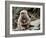 Japanese Monkey and Her Baby-null-Framed Photographic Print