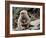 Japanese Monkey and Her Baby-null-Framed Photographic Print