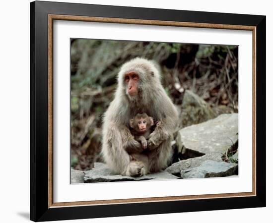 Japanese Monkey and Her Baby-null-Framed Photographic Print