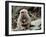 Japanese Monkey and Her Baby-null-Framed Photographic Print