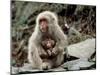 Japanese Monkey and Her Baby-null-Mounted Photographic Print