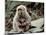Japanese Monkey and Her Baby-null-Mounted Photographic Print
