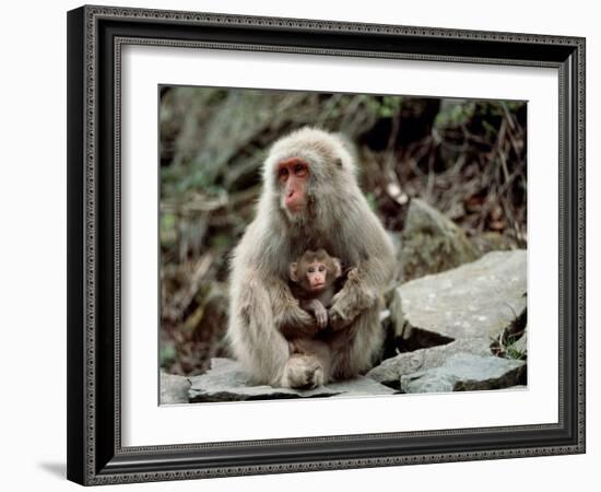 Japanese Monkey and Her Baby-null-Framed Photographic Print