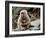 Japanese Monkey and Her Baby-null-Framed Photographic Print