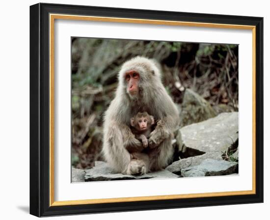 Japanese Monkey and Her Baby-null-Framed Photographic Print