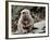 Japanese Monkey and Her Baby-null-Framed Photographic Print