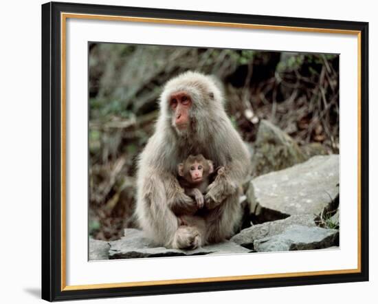 Japanese Monkey and Her Baby-null-Framed Photographic Print