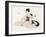 Japanese Musician Plays the Samisen-R. Halls-Framed Art Print