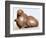 Japanese Netsuke of a hare. Artist: Unknown-Unknown-Framed Giclee Print