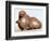 Japanese Netsuke of a hare. Artist: Unknown-Unknown-Framed Giclee Print