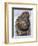 Japanese Netsuke of an owl. Artist: Unknown-Unknown-Framed Giclee Print