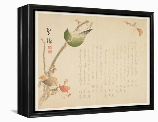 Japanese Nightingale Perched on a Branch-Suit?-Framed Premier Image Canvas