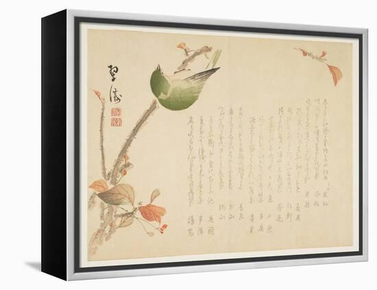 Japanese Nightingale Perched on a Branch-Suit?-Framed Premier Image Canvas