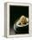 Japanese Noodle Soup (Miso Udon) with Fried Ginger-Frank Wieder-Framed Premier Image Canvas