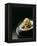 Japanese Noodle Soup (Miso Udon) with Fried Ginger-Frank Wieder-Framed Premier Image Canvas