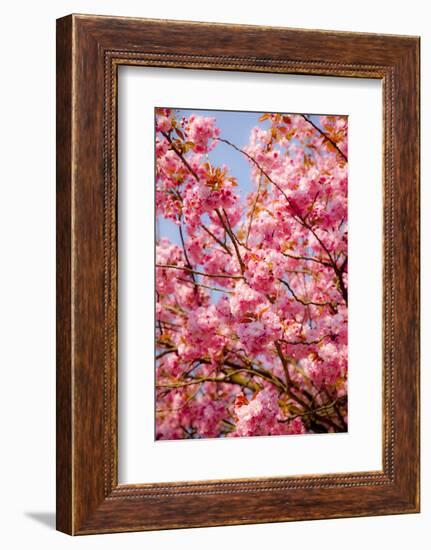 Japanese Ornamental Cherry, Branches, Blossoms, Detail, Outside, Tree, Sky, Blue, Sunny, Spring-Nora Frei-Framed Photographic Print