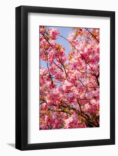 Japanese Ornamental Cherry, Branches, Blossoms, Detail, Outside, Tree, Sky, Blue, Sunny, Spring-Nora Frei-Framed Photographic Print