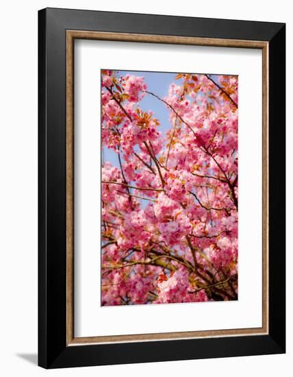 Japanese Ornamental Cherry, Branches, Blossoms, Detail, Outside, Tree, Sky, Blue, Sunny, Spring-Nora Frei-Framed Photographic Print