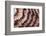 Japanese owl moth close up of scales on wing-Alex Hyde-Framed Photographic Print